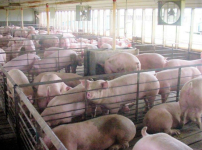 非洲豬瘟襲台灣 管理牲畜人類有責