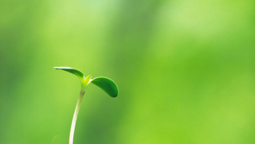 耶穌死亡預兆 牧者證麥子腐爛才長生命