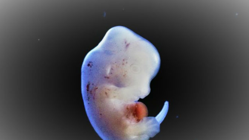 日本允人獸胚胎 扯破倫理底線