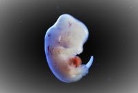 日本允人獸胚胎 扯破倫理底線