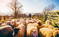 牧者證道:信徒辨聲提防假信息