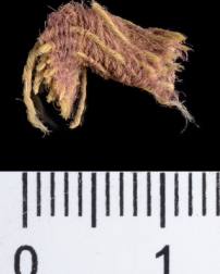 大衛王朝羊毛紫纖維出土 貴族布料耶穌穿紫袍上十架