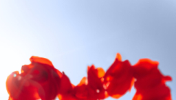 性成癮離婚率達五成 心理學家：色情扭曲愛