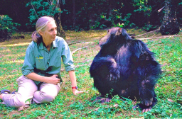 研究「黑猩猩社群」學家獲科研獎 信仰啟蒙物種平等