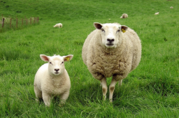 大衛城禱告會:社運青年流失籲父親尋迷羊