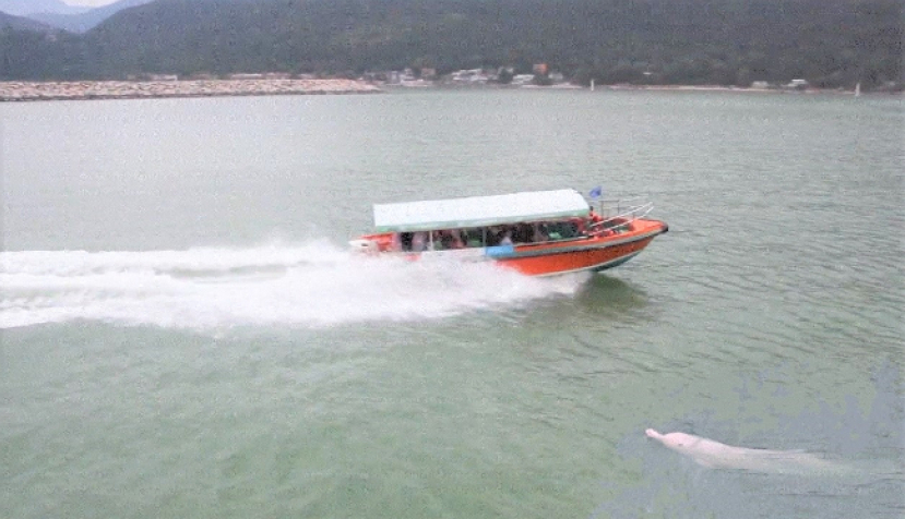 中華白海豚僅餘47條 電影記錄求生與保育