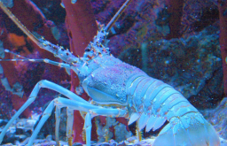 英政府禁活煮龍蝦:殘忍 被嘲胎兒生命都不保