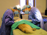 動物離世上天堂? 神學怎樣說 哀傷輔導解情困