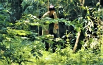 中亞秘密信徒怎樣生活? 森林藏聖經 染疫遭虐待