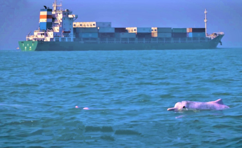 受造界月 團體播片：香港海洋污染白海豚