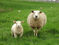 關注離堂信徒 吳振智籲教會恢復「一領一尋羊運動」