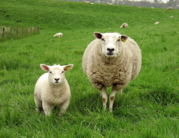 關注離堂信徒 吳振智籲教會恢復「一領一尋羊運動」