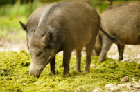 獵殺野豬不人道 動物解放運動源自70年代