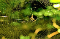 正委會引通諭：動物陷困境人類保護如待兄弟