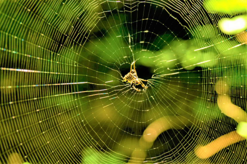 正委會引通諭:動物陷困境人類保護如待兄弟