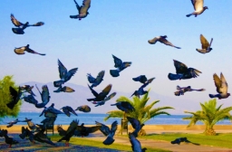 世界和平日:「教育、工作、世代對話」建設社會