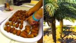 科學家成功「復活」2千年前聖經椰棗樹