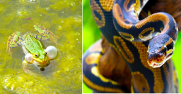 明光社疫下談寵物 動物有靈魂與上帝溝通?