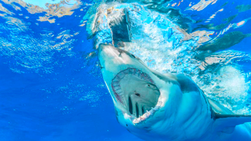 少女海灘被鯊魚咬 拳頭勇打魚臉脫險