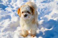 中神《砌神學》探討人與動物關係:寵物在天堂記得飼主?