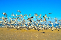 化學家顛覆聖經動物觀:挪亞派烏鴉尋找陸地