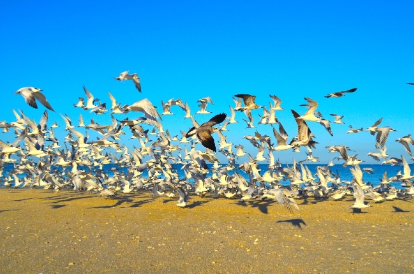 化學家顛覆聖經動物觀：挪亞派烏鴉尋找陸地