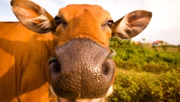 明光社談基因改造 雷競業:未現半豬半牛怪物