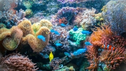 珊瑚挪亞方舟:成功復育3000株珊瑚 體驗聖經保育觀