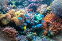 珊瑚挪亞方舟:成功復育3000株珊瑚 體驗聖經保育觀