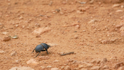 垃圾變資源 張麗萍：不支持極端環保 大自然動態平衡