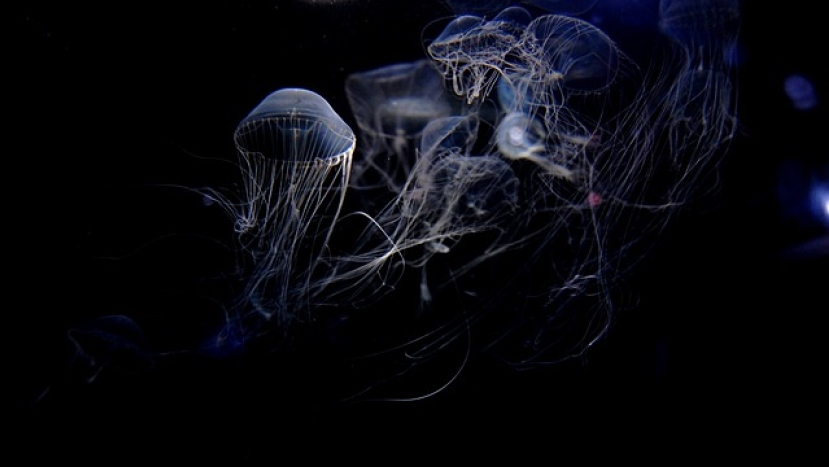 溫偉耀博士的信仰思考（中）為何說大自然的創造者就是《聖經》中的上帝？